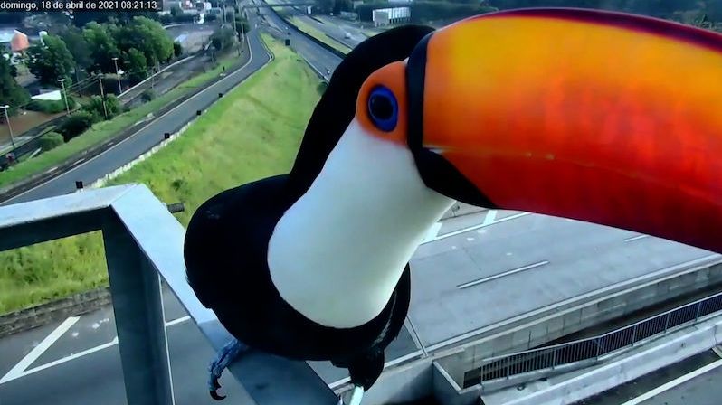Párek tukanů zvědavě oždiboval dálniční kameru